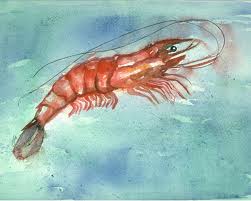 shrimp