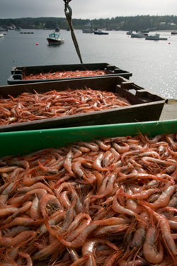 shrimping in Port Clyde, ME