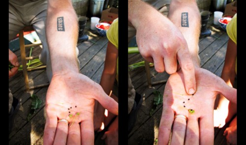 Seeds from Food For Maine's Future's Seed Camp