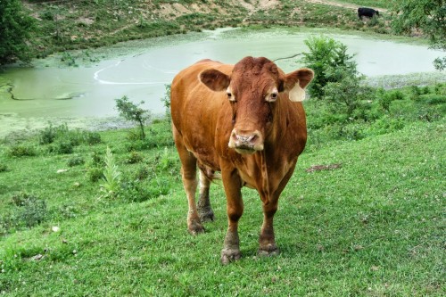 farmer profile