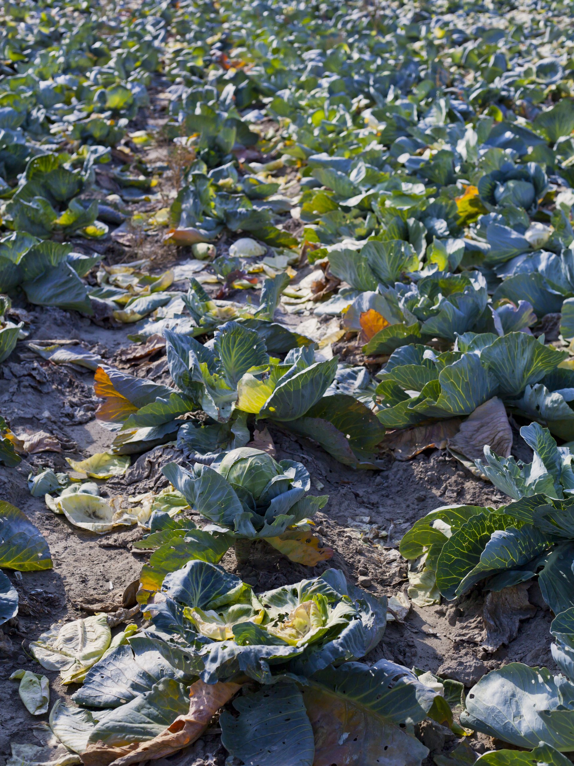 How Covid-19 is Highlighting Fatal Flaws in Food Supply Chains How Covid-19 is Highlighting Fatal Flaws in Food Supply Chains